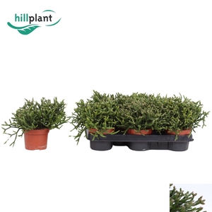 RHIPSALIS BURCHELLII