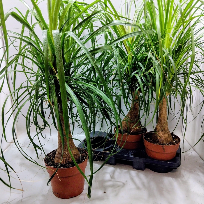 <h4>BEAUCARNEA RECUR</h4>