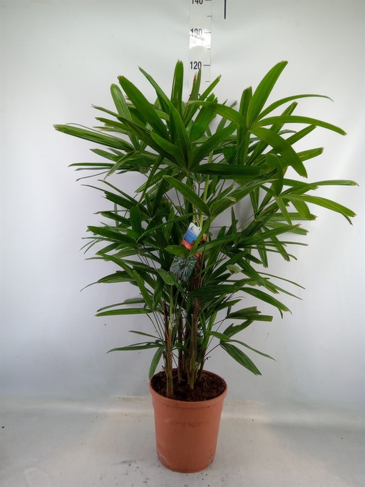 <h4>Rhapis excelsa</h4>