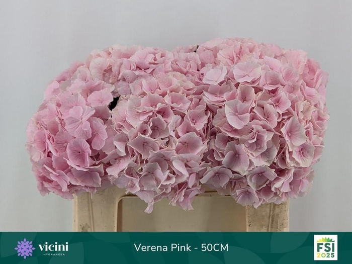 <h4>HYDR M CH VERENA</h4>