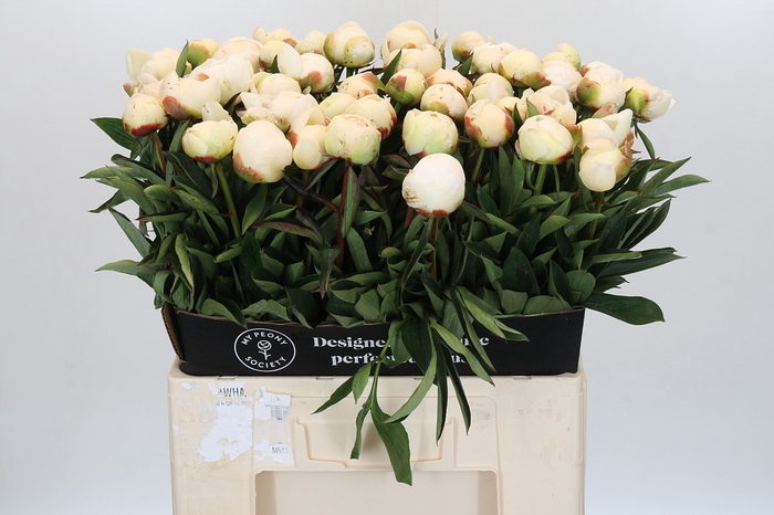 Paeonia Madame Claude Tain