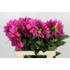 Dahlia Cafe Au Lait Rose