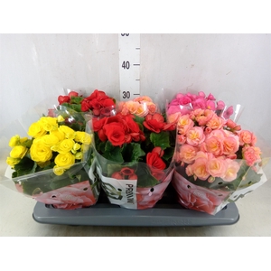 Begonia elat. DU   ...mix