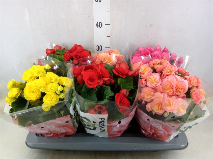 <h4>Begonia elat. DU   ...mix</h4>