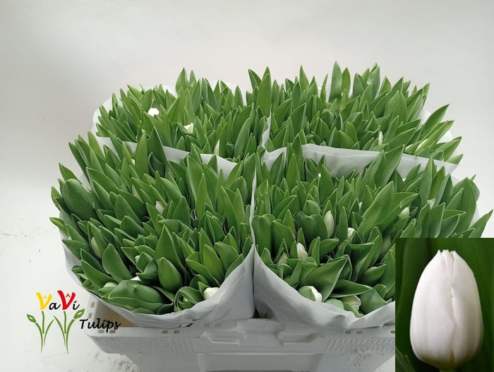 <h4>TU EN ROYAL VIRGIN</h4>