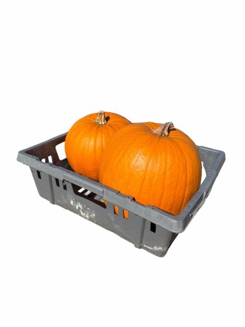 <h4>CUC HALLOWEEN</h4>