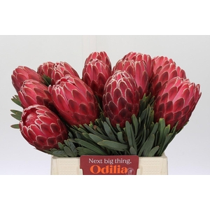 Protea Venus