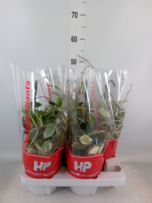 <h4>Hoya carnosa 'Floraganza Flamingo'</h4>