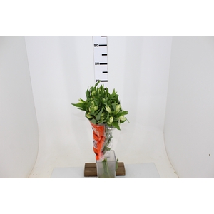 ALST. WHISTLER 070 CM