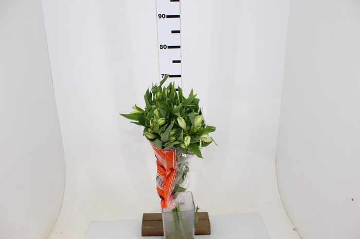 ALST. WHISTLER 070 CM