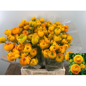 RAN AM YELLOW PASTEL