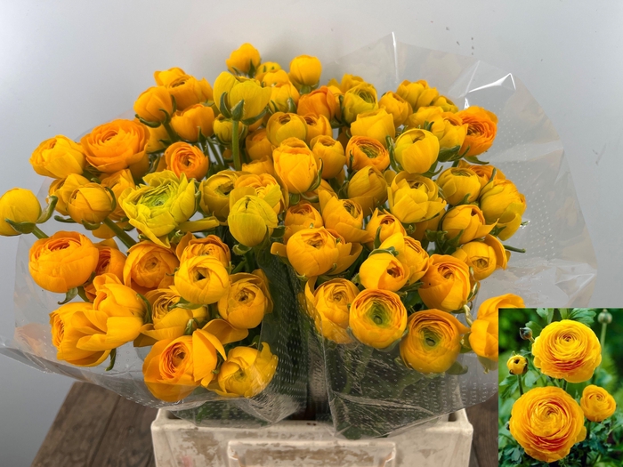 <h4>RAN AM YELLOW PASTEL</h4>