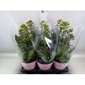 Kalanchoe blos. 'Feminine Pink'