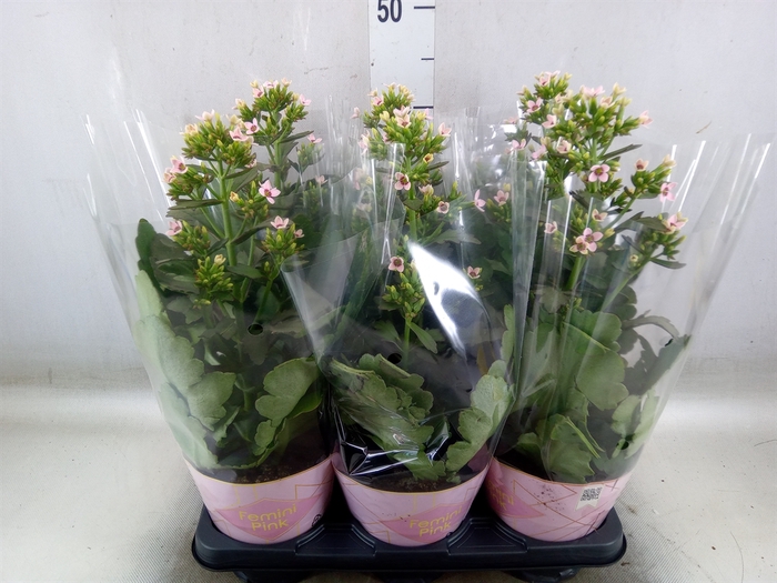 <h4>Kalanchoe blos. 'Feminine Pink'</h4>