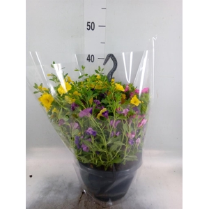 Calibrachoa   ...mix