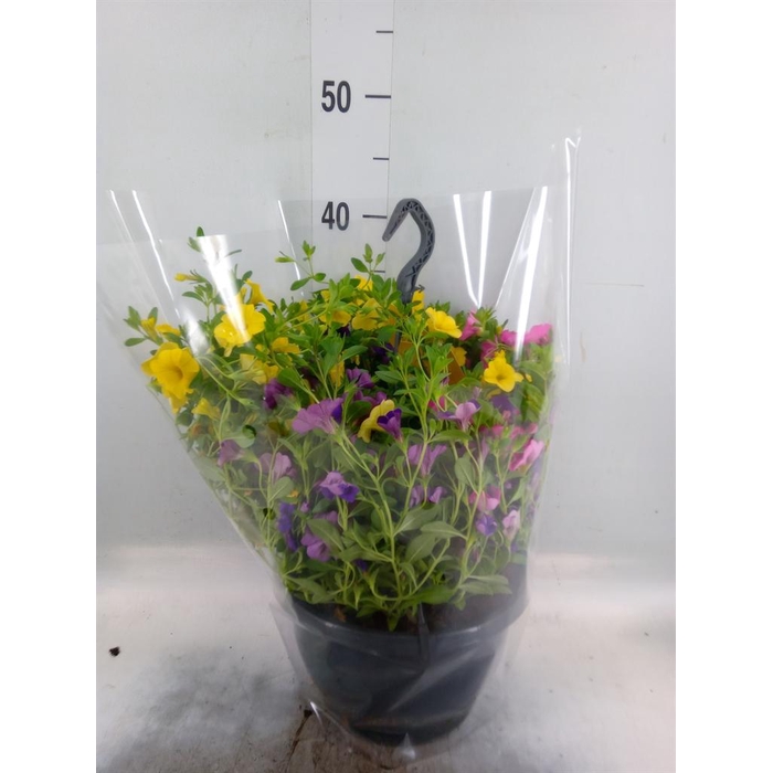 <h4>Calibrachoa   ...mix</h4>