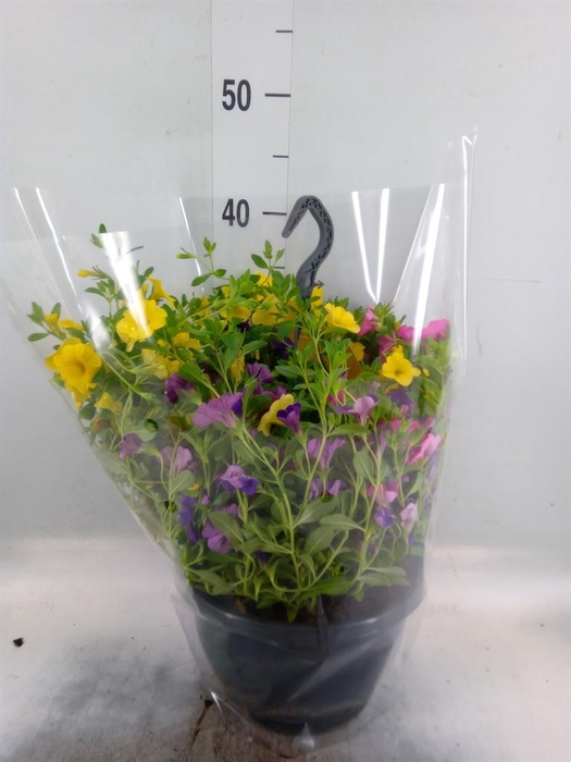 Calibrachoa   ...mix
