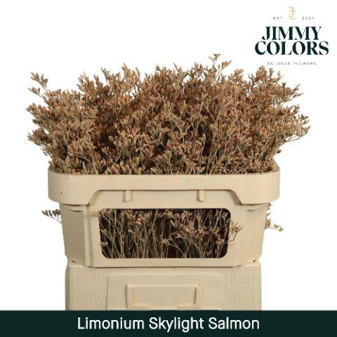 <h4>Limonium Skylight L80 Salmon</h4>