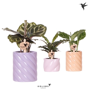 Kolibri Greens Calathea mix in Candy pot pink mix