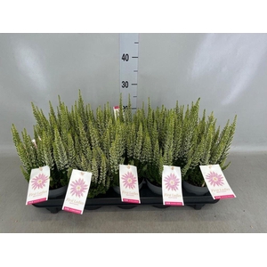 Calluna vulg. 'Beauty L'  ..mix