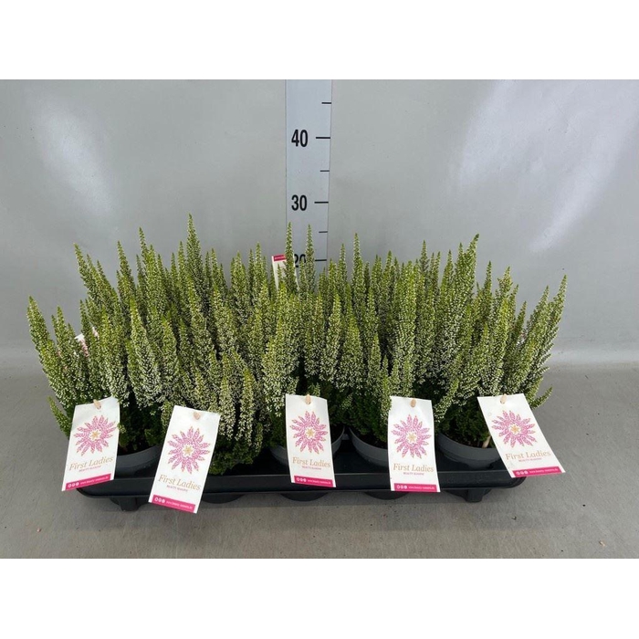<h4>Calluna vulg. 'Beauty L' ..mix</h4>