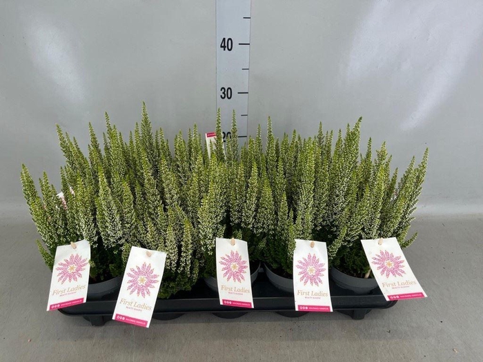 Calluna vulg. 'Beauty L'  ..mix