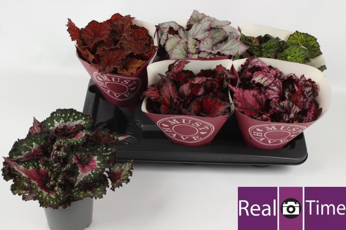 <h4>BEG BEL GEM</h4>