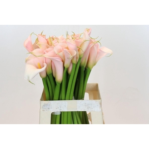 Zantedeschia Eydolls Salmon