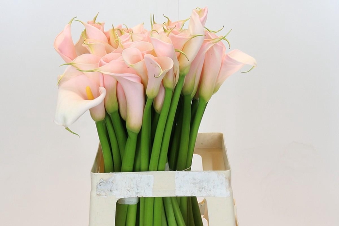 <h4>Zantedeschia Eydolls Salmon</h4>