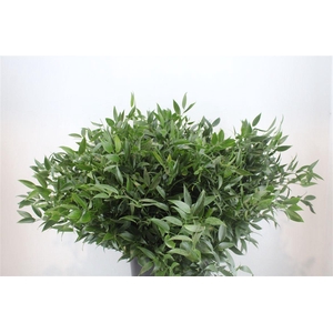 Ruscus Short 300gram P Bunch