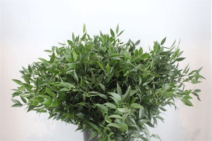 <h4>Ruscus Short 300gram P Bunch</h4>