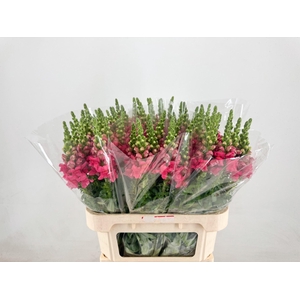 ANTIR POTOMAC CHERRY ROSE