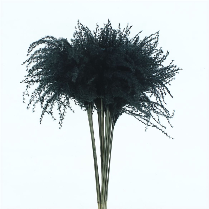 Dried Stipa Feather Black