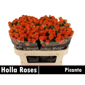 Rosa tros Picanto