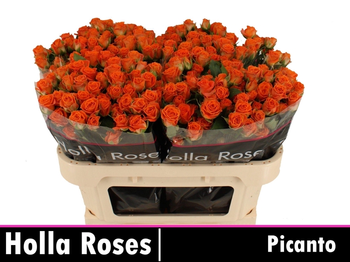 <h4>Rosa tros Picanto</h4>