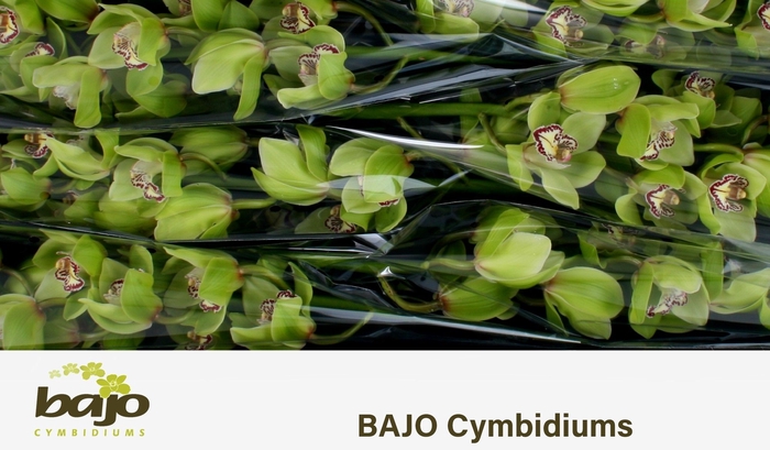 <h4>CYMB T MRS R HOOD</h4>