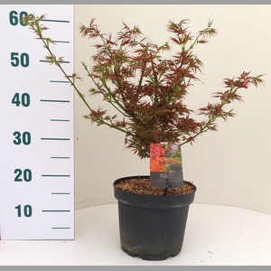 ACER PA JER SCHWARTZ