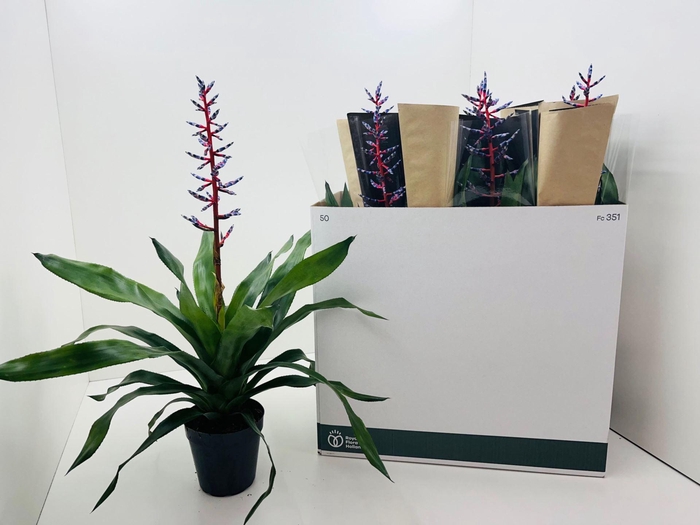 <h4>Aechmea 'Blue Rain'</h4>