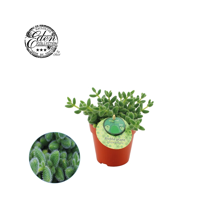 <h4>Delosperma Echinatum 12cm Engels etiket</h4>
