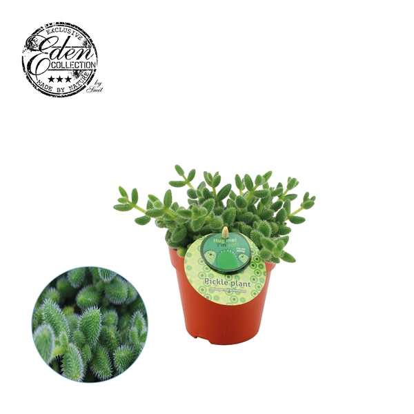 <h4>Delosperma Echinatum 12cm Engels etiket</h4>