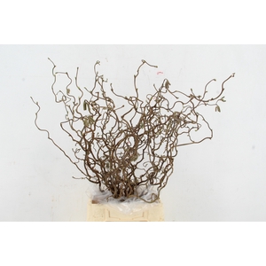 CORYL AV CONTORTA 2 JARIG 060CM