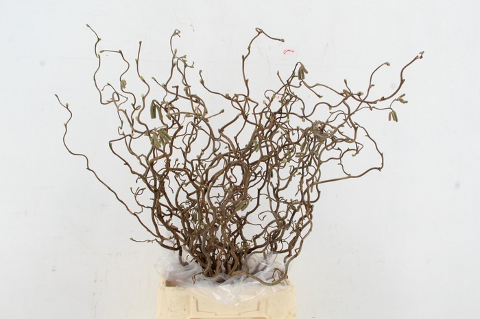 <h4>CORYL AV CONTORTA 2 JARIG 060CM</h4>