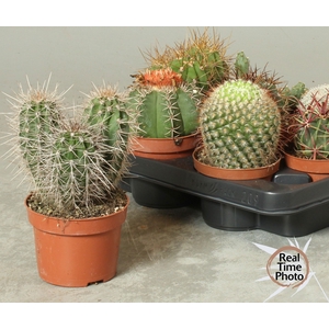 CACTUS OV