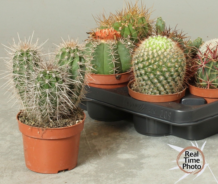 <h4>CACTUS OV</h4>