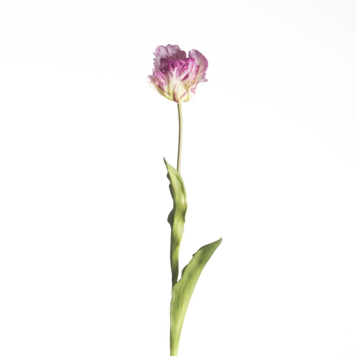 <h4>AF Tulip Parrot L60cm Purple</h4>