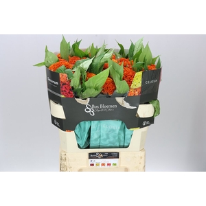 Celosia Act Zara