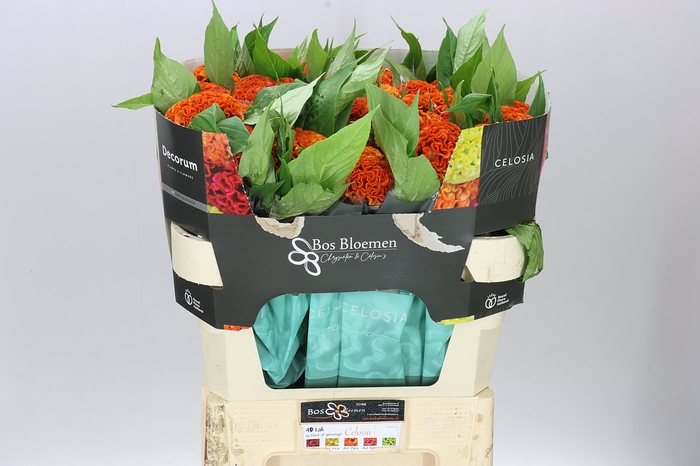 <h4>Celosia Act Zara</h4>