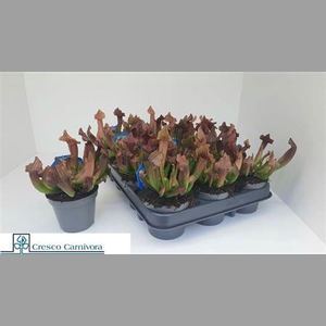 Sarracenia Ov