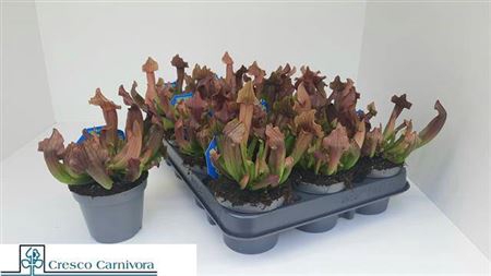 <h4>Sarracenia Ov</h4>