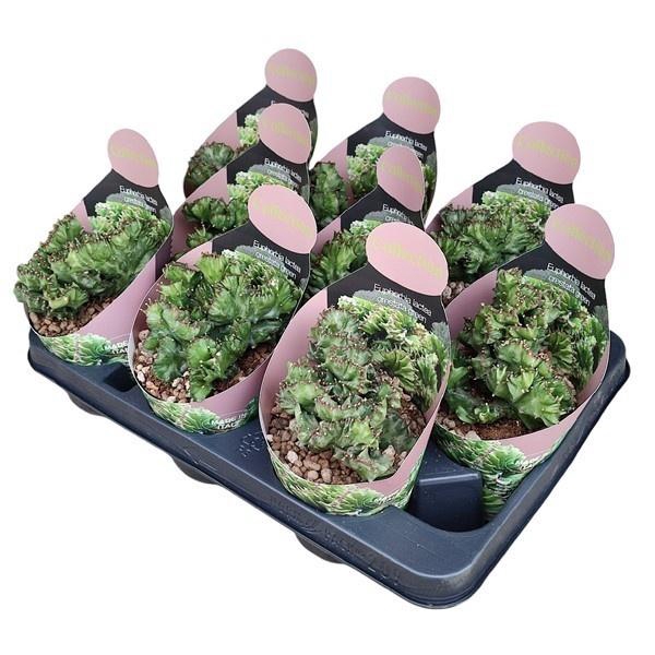 <h4>EUPHOR LAC CRISTATA</h4>